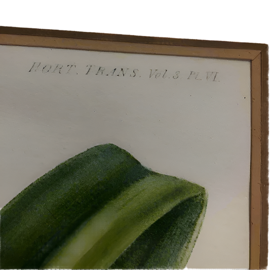 William Jackson Hooker Etching Framed Print